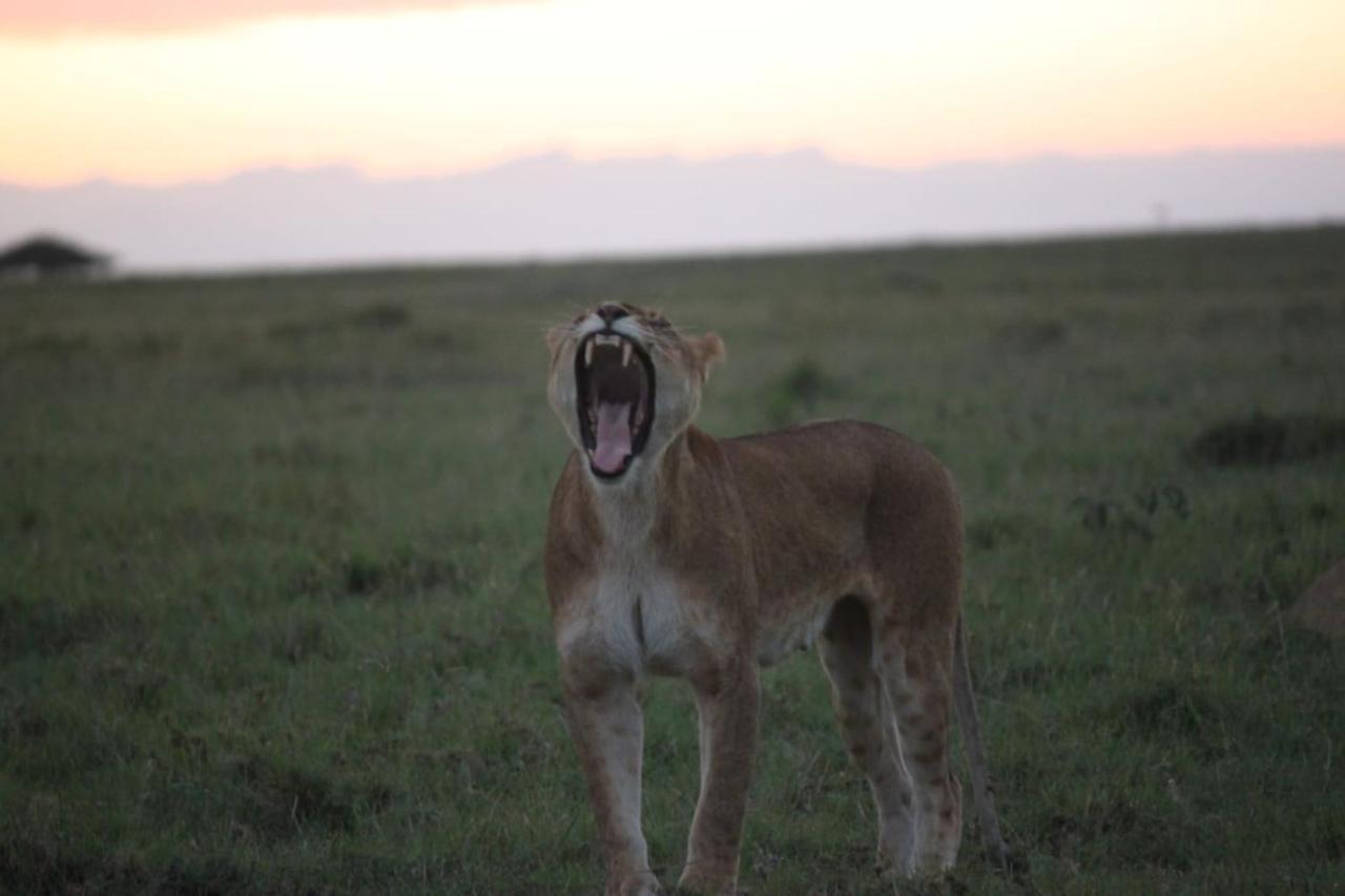 Narasha Homestay - Maasai Mara Talek Esterno foto